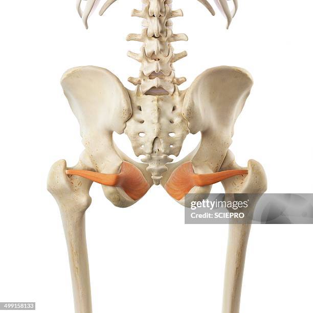 Internus Muscle 34 Obturator Internus Muscle Stock Photos, High-Res Pictures, and ...