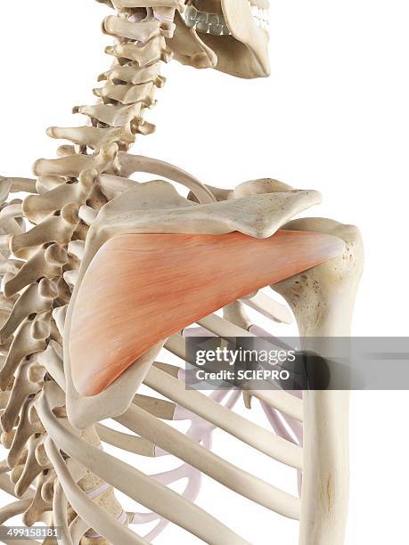 shoulder muscle, artwork - infraspinatus stock illustrations