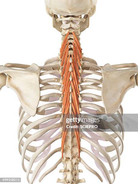 illustrations, cliparts, dessins animés et icônes de back muscles, artwork - dos humain