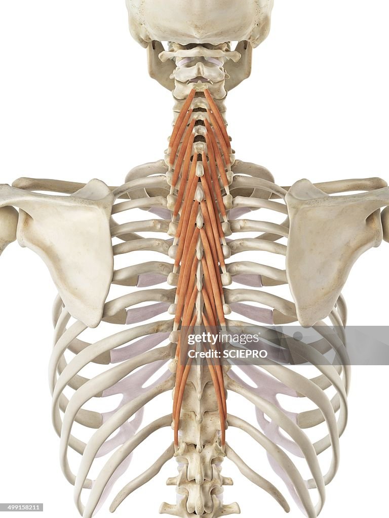 Back muscles, artwork