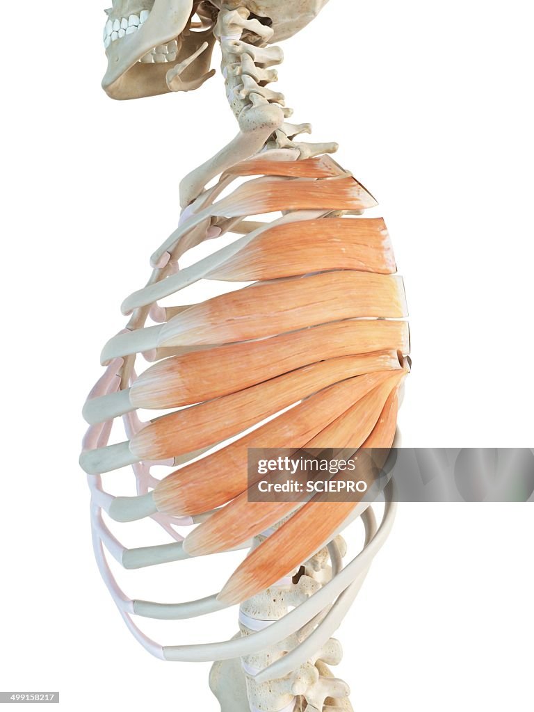 Chest Muscles Artwork High-Res Vector Graphic - Getty Images