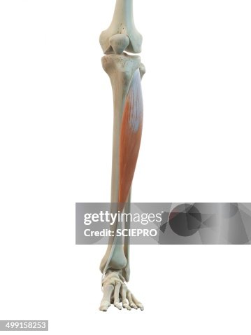 Leg Muscle Artwork High-Res Vector Graphic - Getty Images