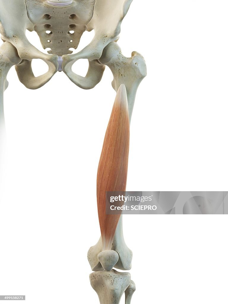 Thigh muscle, artwork