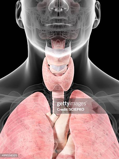 thyroid anatomy, artwork - endocrine system stock illustrations