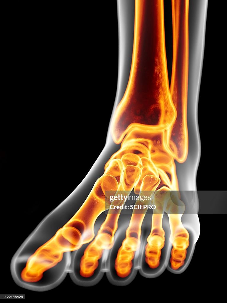 Human foot bones, artwork