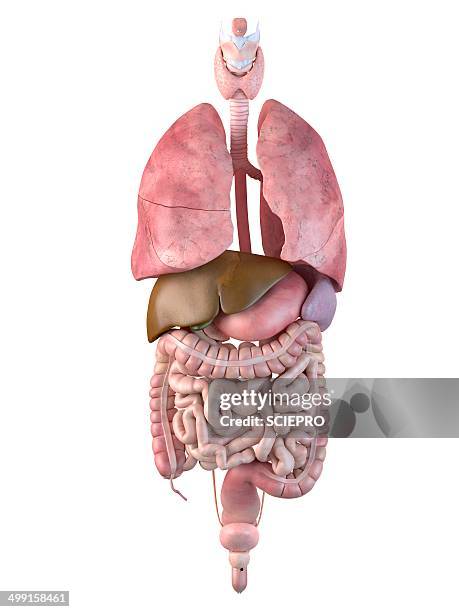 Internal System Photos and Premium High Res Pictures - Getty Images