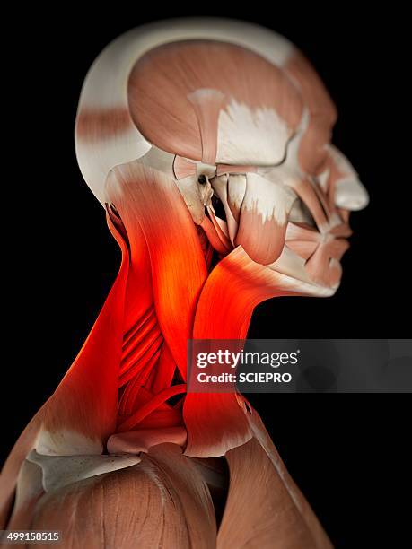 human neck muscles, artwork - neck muscle pain illustration stock illustrations