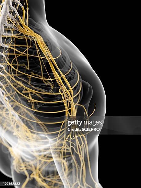 shoulder nerves, artwork - shoulder stock illustrations