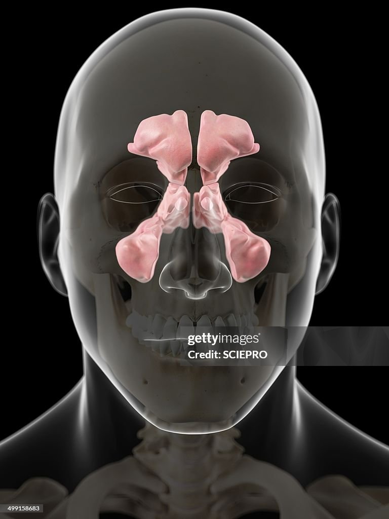 Sinuses Animation Human Sinuses Artwork High-Res Vector Graphic - Getty Images
