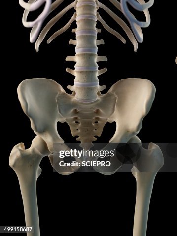 Human hip bone, artwork Human hip bone, artwork