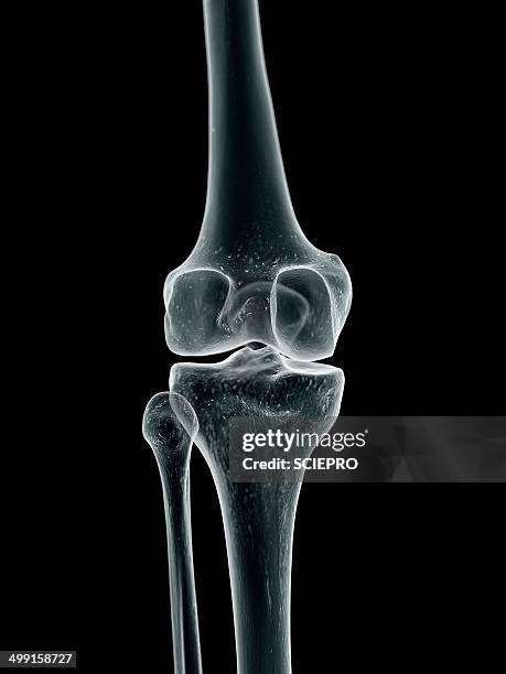 human knee joint, artwork - 人間の膝点のイラスト素材／クリップアート素材／マンガ素材／アイコン素材