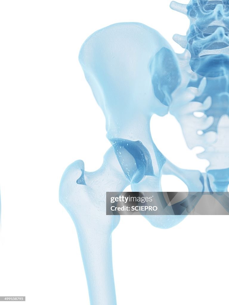 Human hip bone, artwork