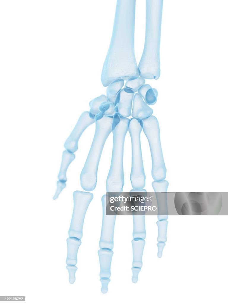 Human hand bones, artwork