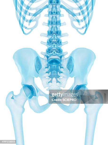 human hip bone, artwork - hip bone stock illustrations