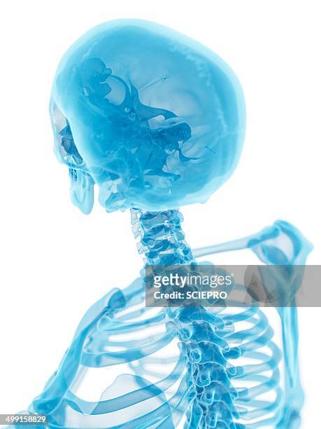 human skull and neck, artwork - human vertebra 幅插畫檔、美工圖案、卡通及圖標