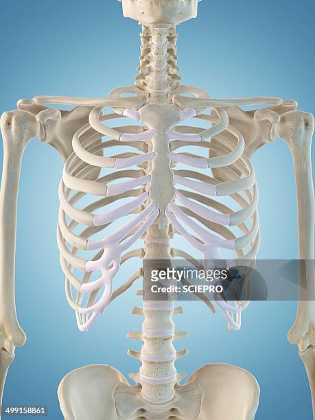 human skeletal structure, artwork - rib cage点のイラスト素材／クリップアート素材／マンガ素材／アイコン素材