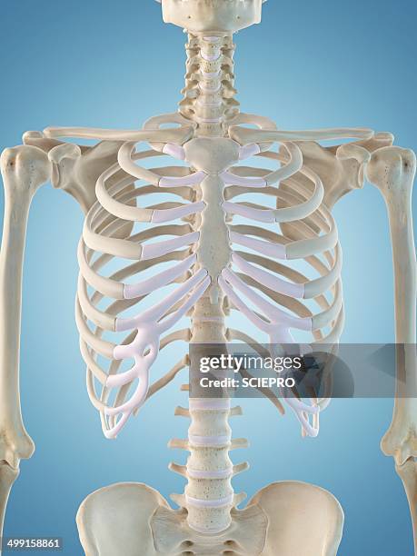 bildbanksillustrationer, clip art samt tecknat material och ikoner med human skeletal structure, artwork - rib cage