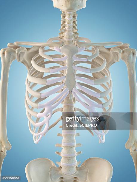 human skeletal structure, artwork - rib cage stock illustrations
