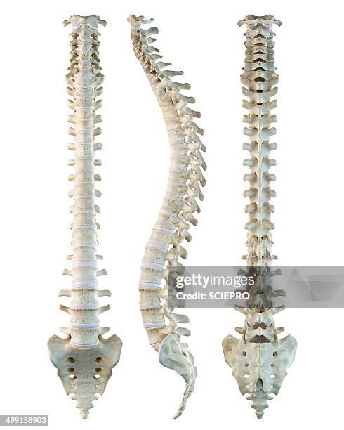 human spine, artwork - human vertebra stock illustrations