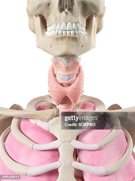 human thyroid, artwork - endocrine system stock illustrations
