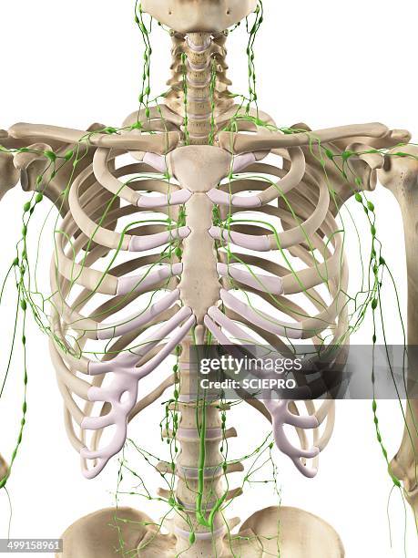 lymphatic system, artwork - lymph node stock illustrations
