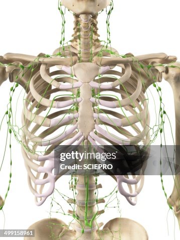 Lymphatic system, artwork Lymphatic system, artwork
