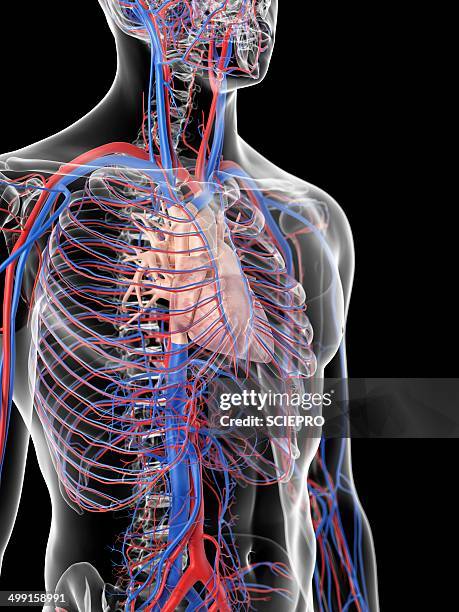 cardiovascular system, artwork - human vein stock illustrations