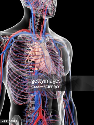 Cardiovascular system, artwork Cardiovascular system, artwork