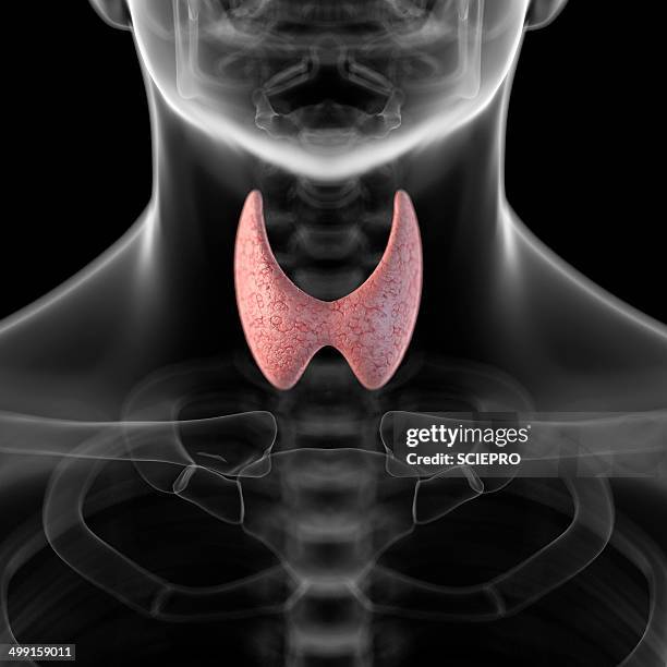 human thyroid, artwork - thyroid stock illustrations