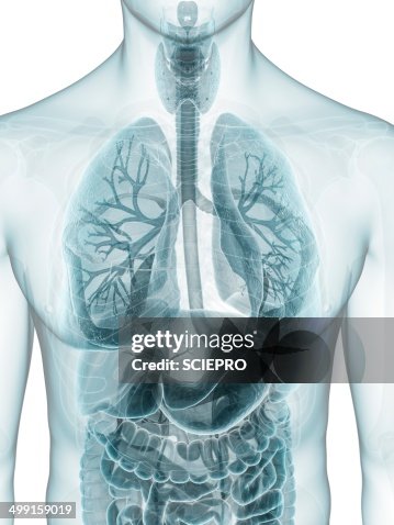 Thoracic Anatomy Artwork High Biology Diagrams