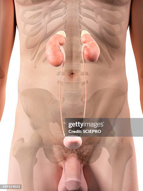 human urinary system, artwork - endocrine system stock-grafiken, -clipart, -cartoons und -symbole