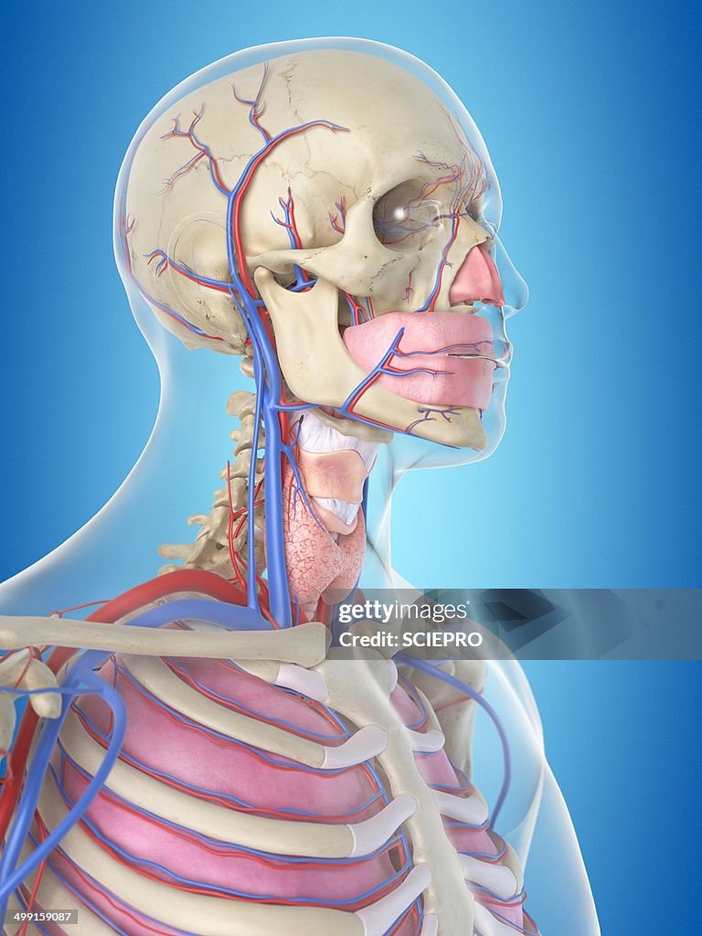 Blood vessels in head, artwork