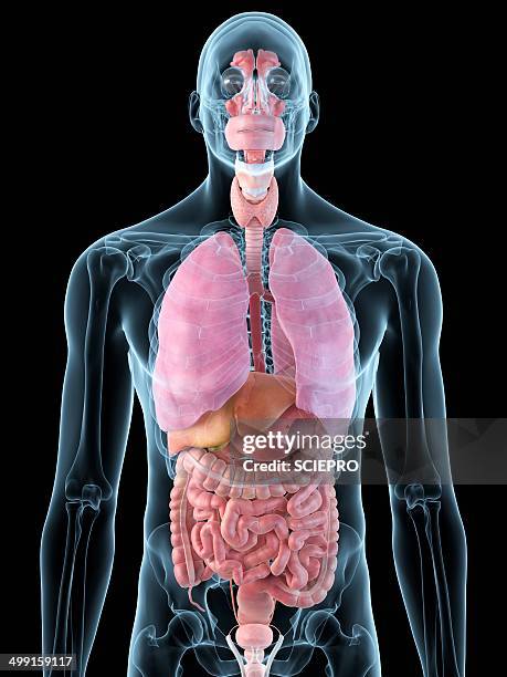 human internal organs, artwork - human small intestine stock illustrations