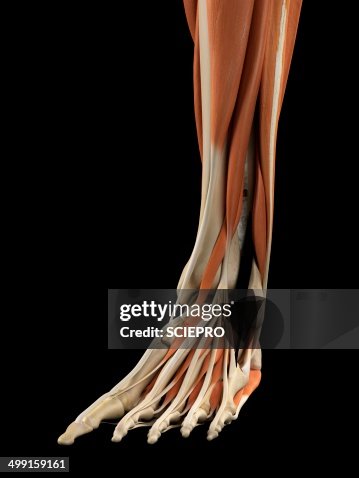 Foot Front Human Foot Anatomy Artwork High-Res Vector Graphic - Getty Images
