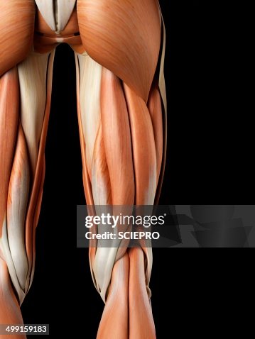 Human buttock muscles, artwork Human buttock muscles, artwork
