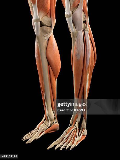 Map Of Leg 4,533 Human Leg Anatomy Stock Photos, High-Res Pictures, and Images ...