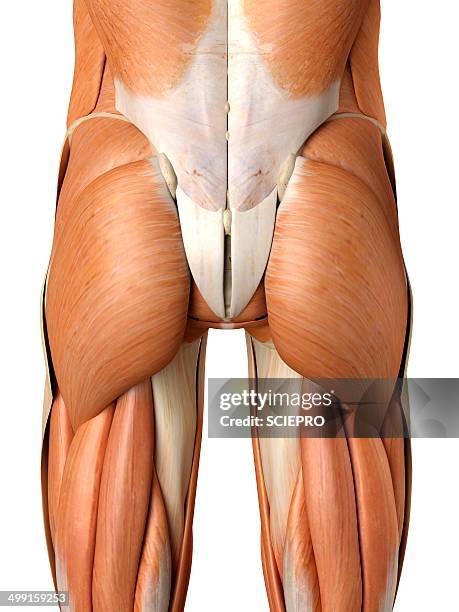 human buttock muscles, artwork - buttocks stock illustrations