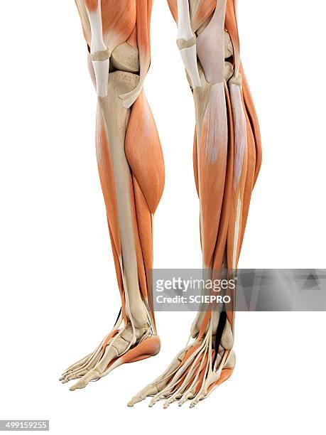 human leg muscles, artwork - human foot anatomy stock illustrations