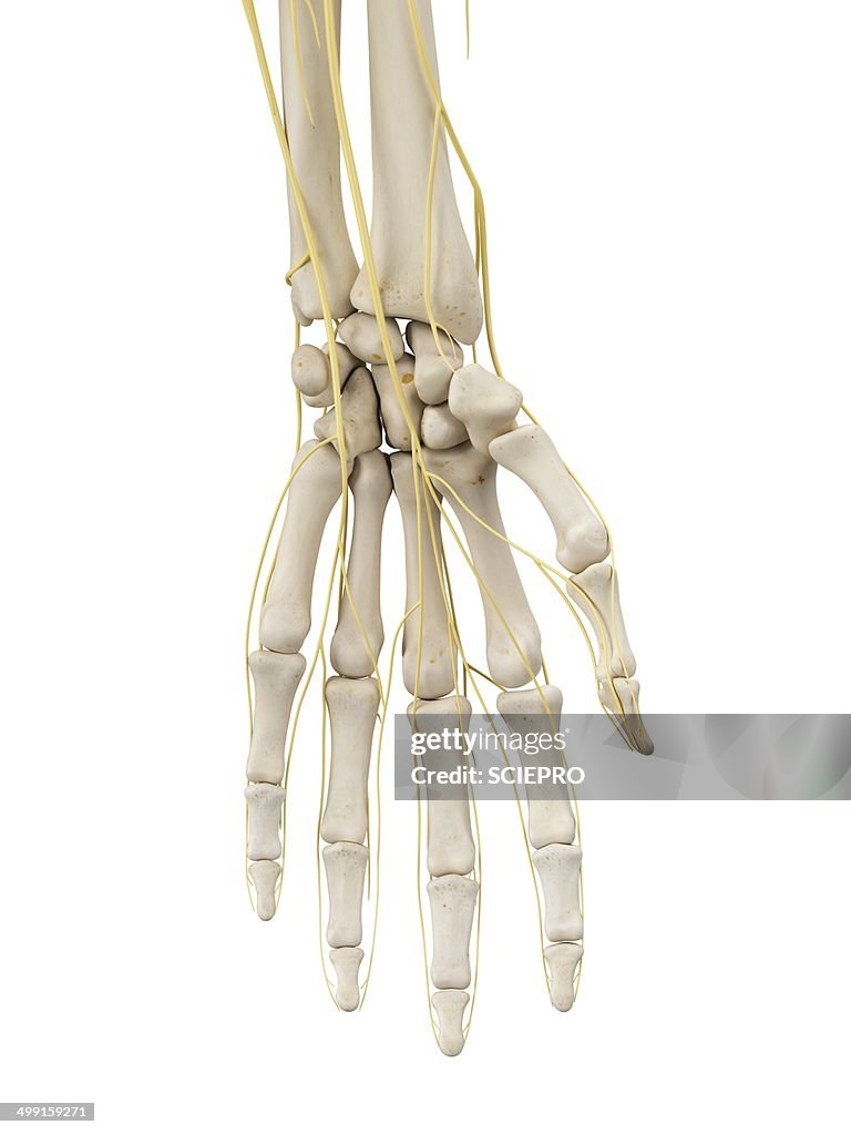 Hand bones and nerves, artwork