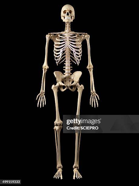 human skeleton, artwork - human skeleton stock illustrations