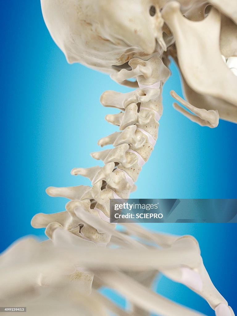 Human cervical spine, artwork