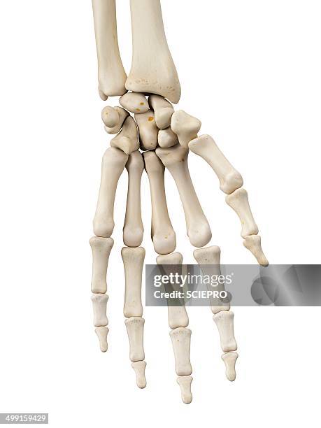 2 242点の手の骨イラスト素材 Getty Images 2 242点の手の骨イラスト素材 Getty Images