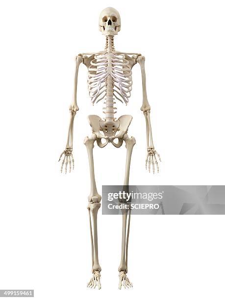 human skeleton, artwork - human skeleton stock illustrations