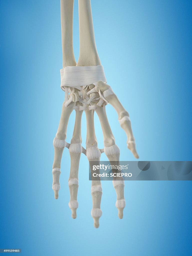 Human hand tendons, artwork