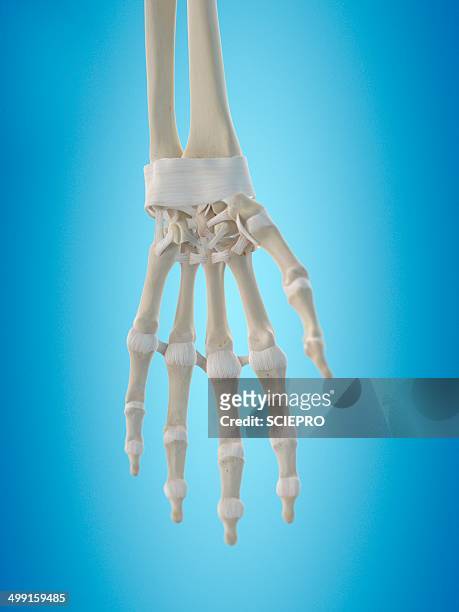human hand tendons, artwork - proximal phalanges stock illustrations