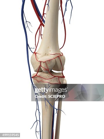 Vascular system, artwork Vascular system, artwork