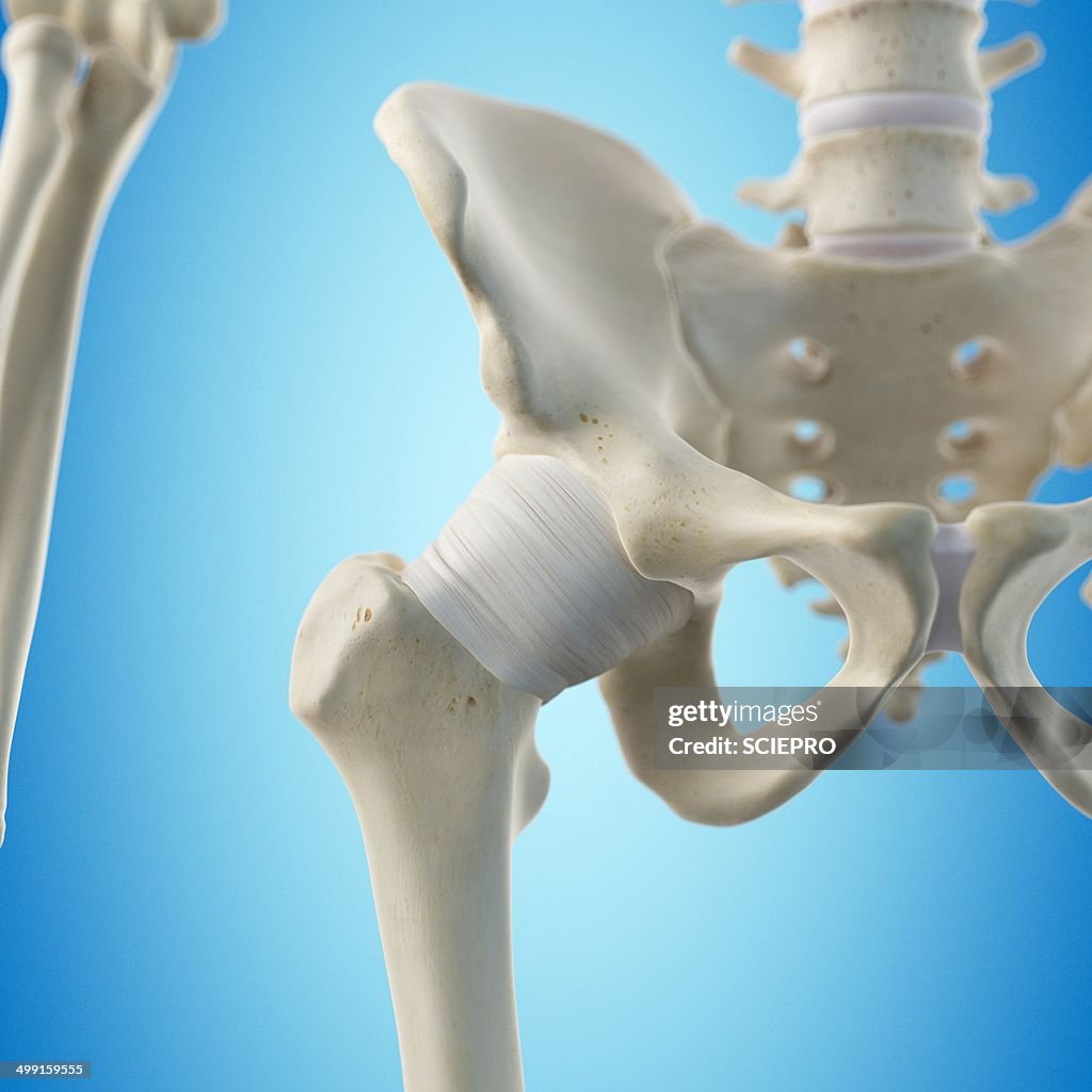 Hip Tendon Artwork High-Res Vector Graphic - Getty Images