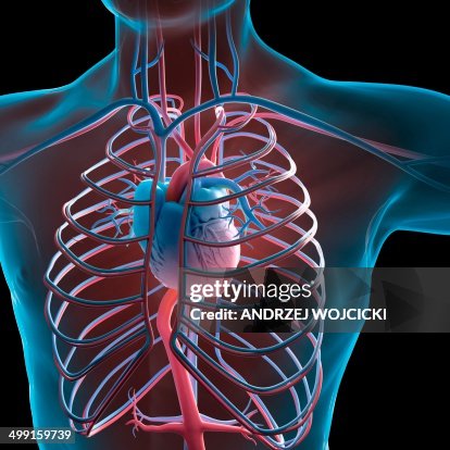 Human Circulatory System Artwork High Biology Diagrams