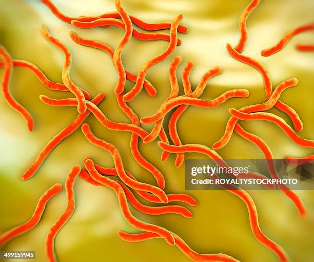 lyme disease bacteria, artwork - lymekrankheit stock-grafiken, -clipart, -cartoons und -symbole