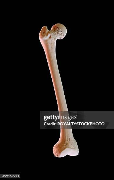 bildbanksillustrationer, clip art samt tecknat material och ikoner med human femur, artwork - lårben